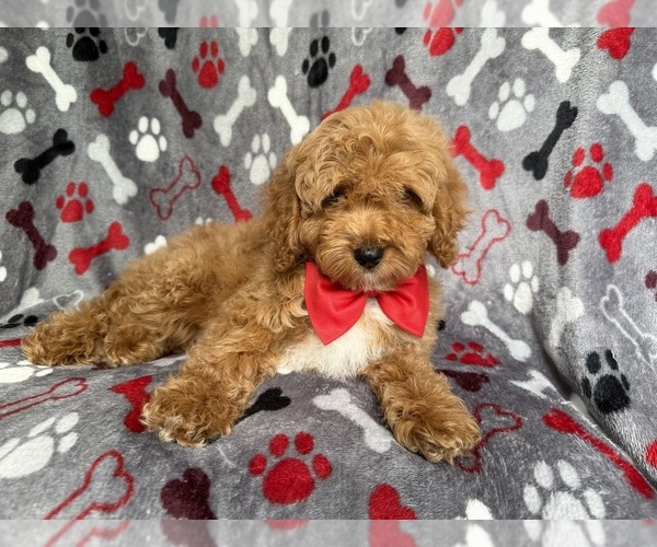 Medium Photo #5 Cockapoo (Miniature) Puppy For Sale in LAKELAND, FL, USA
