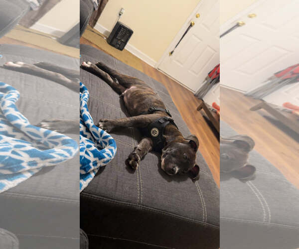 Medium Photo #5 American Staffordshire Terrier-Unknown Mix Puppy For Sale in Holly Springs, NC, USA