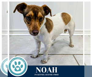 Jackshund Dogs for adoption in Kimberton, PA, USA