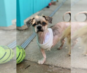 Bug - Male Shih Tzu-Unknown Mix Dog for Adoption - Photo #2
