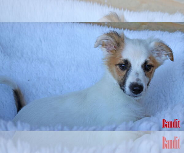 Medium Photo #12 Chihuahua-Unknown Mix Puppy For Sale in Wakefield, RI, USA