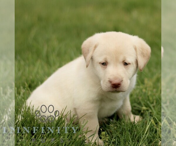 Medium Photo #5 Labrador Retriever Puppy For Sale in COATESVILLE, PA, USA