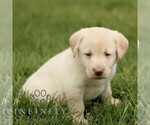 Small #4 Labrador Retriever