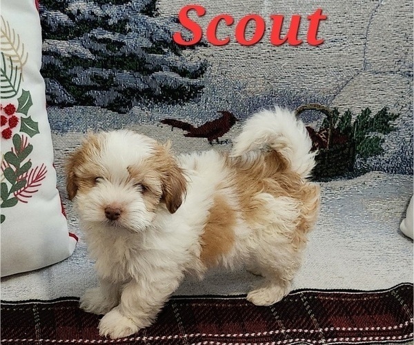 Medium Photo #5 Havanese Puppy For Sale in ALBION, PA, USA
