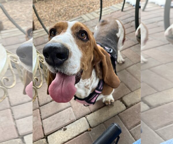 Medium Photo #2 Basset Hound Puppy For Sale in Austin, TX, USA