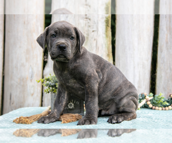Medium Photo #2 Cane Corso Puppy For Sale in HOWE, IN, USA