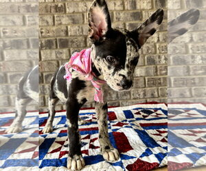 Bulldog-Catahoula Leopard Dog Mix Dogs for adoption in Munford, TN, USA