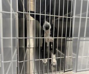 Australian Kelpie Dogs for adoption in Houston, TX, USA