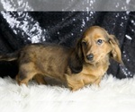 Small #5 Dachshund