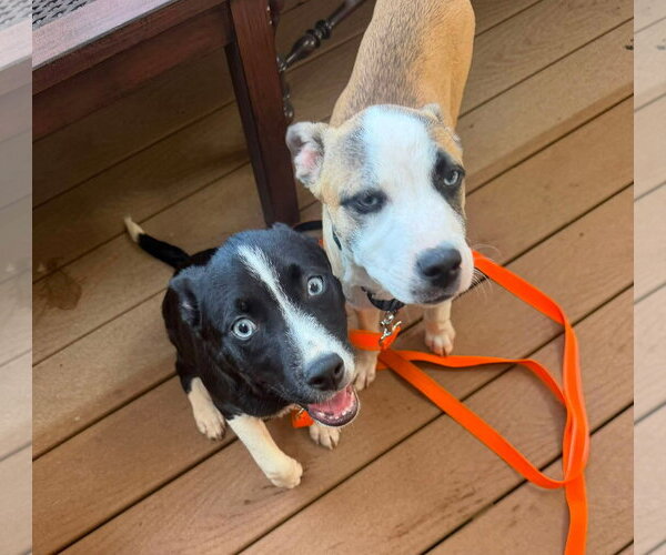 Medium Photo #4 Feist Terrier-Unknown Mix Puppy For Sale in Woodbury, NY, USA