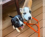Small #3 Feist Terrier Mix