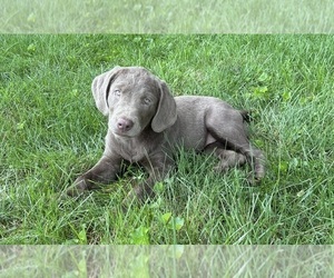 Labrador Retriever Puppy for sale in FRANKLIN, IN, USA