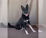 Small #1 German Shepherd Dog