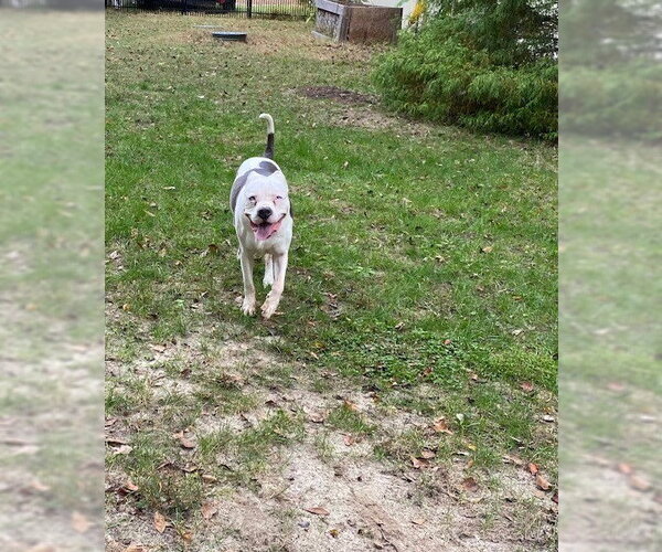 Medium Photo #9 American Bulldog-Unknown Mix Puppy For Sale in Cary, NC, USA