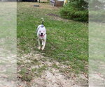 Small #8 American Bulldog Mix