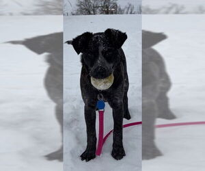 Mutt Dogs for adoption in Garden City, NY, USA