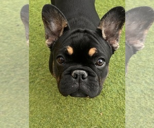 French Bulldog Puppy for sale in TAMPA, FL, USA