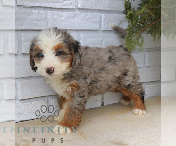 Medium Photo #3 Bernedoodle (Miniature) (+ Poodle Miniature) Puppy For Sale in NARVON, PA, USA