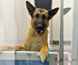 German Shepherd Dog Dogs for adoption in Fort Collins, CO, USA