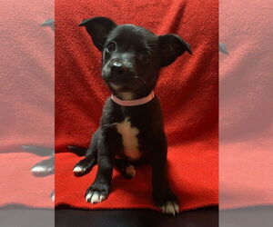 Mutt Dogs for adoption in Mundelein, IL, USA