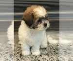 Small Photo #10 Zuchon Puppy For Sale in PEMBROKE, KY, USA