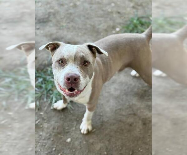 Medium Photo #2 American Pit Bull Terrier Puppy For Sale in Riverside, CA, USA