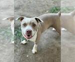 Small #1 American Pit Bull Terrier
