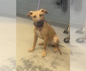 Lab-Pointer Dogs for adoption in Tallahassee, FL, USA