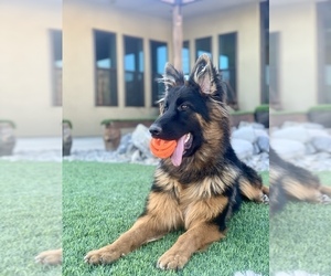 German Shepherd Dog Puppy for sale in PINON HILLS, CA, USA