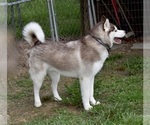 Small Photo #3 Siberian Husky Puppy For Sale in GRAYSON, LA, USA