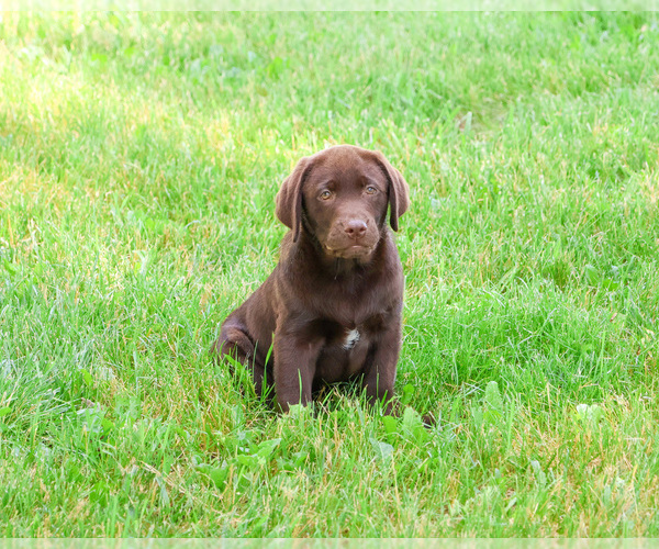 Medium Photo #4 Labrador Retriever Puppy For Sale in SYRACUSE, IN, USA