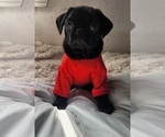 Small #4 Pug