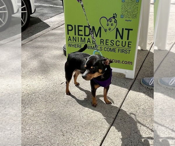 Medium Photo #2 Chipin Puppy For Sale in Mooresville, NC, USA