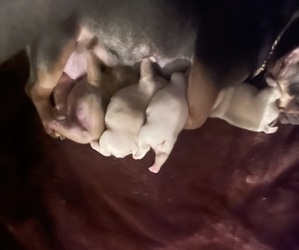 French Bulldog Puppy for Sale in Luton, Bedfordshire (England) United Kingdom