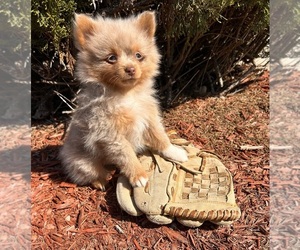 Pomeranian Puppy for sale in MIDDLEBURY, IN, USA