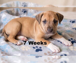 Boxador Dogs for adoption in Grovertown, IN, USA