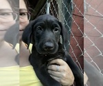Puppy Puppy 3 Yellow Labrador Retriever
