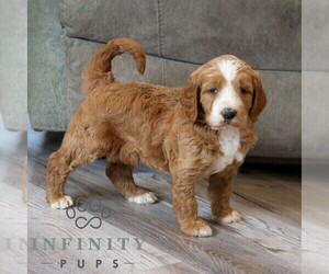Goldendoodle Puppy for sale in NARVON, PA, USA