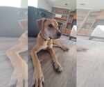 Small #1 Black Mouth Cur Mix