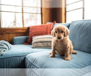 Goldendoodle Puppy for sale in WYACONDA, MO, USA