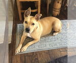 Small #17 American Pit Bull Terrier Mix
