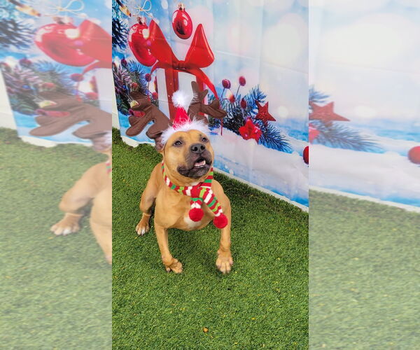 Medium Photo #1 Mutt Puppy For Sale in Pompano Beach , FL, USA