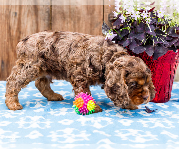 Medium Photo #39 Cocker Spaniel Puppy For Sale in WAKARUSA, IN, USA