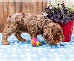 Small Photo #39 Cocker Spaniel Puppy For Sale in WAKARUSA, IN, USA