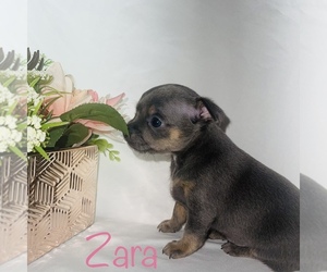 Chihuahua Puppy for sale in PHOENIX, AZ, USA