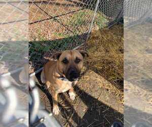 Bullmastiff-German Shepherd Dog Mix Dogs for adoption in columbia, SC, USA