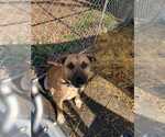Small Bullmastiff-German Shepherd Dog Mix