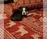 Small Photo #3 Boston Terrier Puppy For Sale in GORHAM, NH, USA