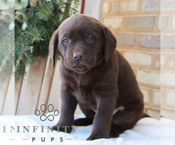 Medium Photo #1 Labrador Retriever Puppy For Sale in JONESTOWN, PA, USA