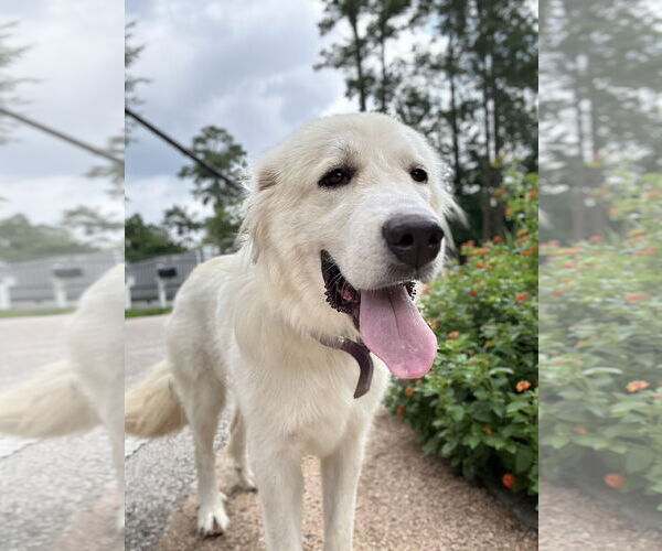 Medium Photo #4 Great Pyrenees Puppy For Sale in Spring, TX, USA